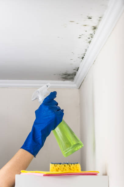 Mold Testing and Removal in Sarcoxie, MO
