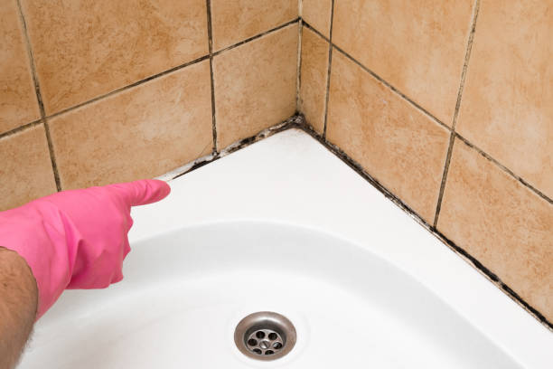 Best Mold Damage Repair  in Sarcoxie, MO